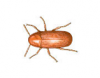 Drugstore Beetle