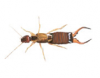 Earwig