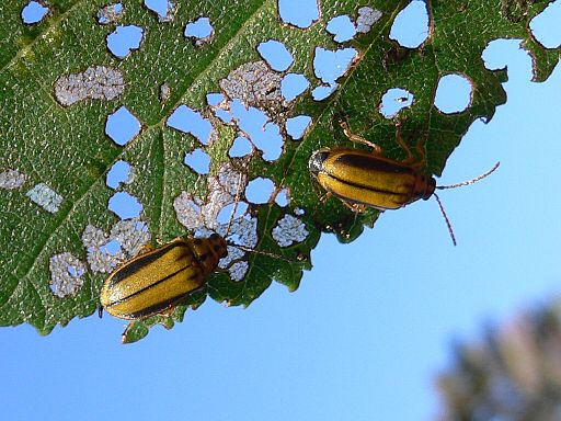 Elm Leaf Beetle