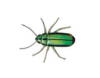 Elm Leaf Beetle