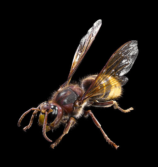 European Hornet