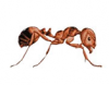 FIRE ANT