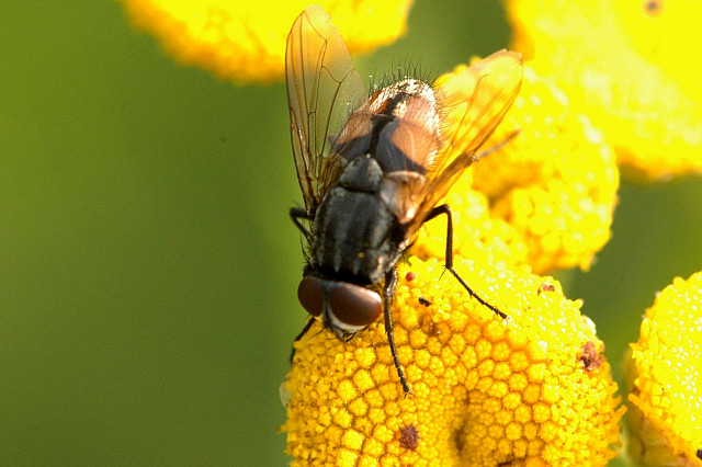 NC & VA Commercial Fly Control