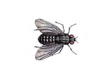 Flesh Fly