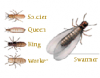 Formosan Subterranean Termite