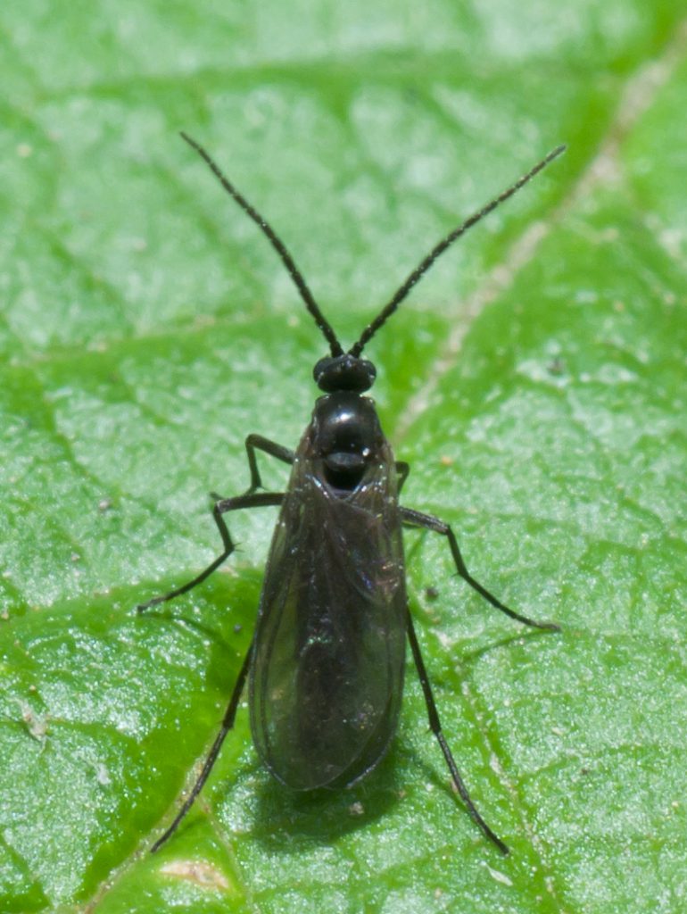 Fungus Gnat