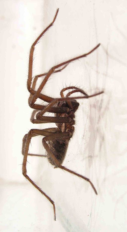 Funnelweb Spider