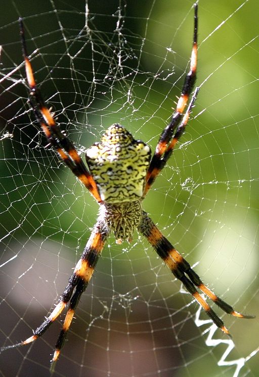 Garden Spider