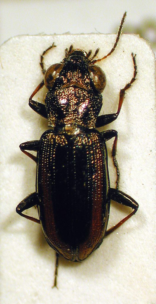 Ground Beetle