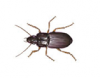 Ground Beetle