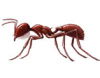 HARVESTER ANT