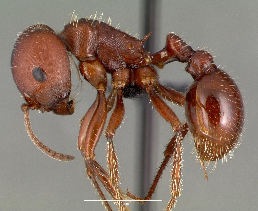 Harvester Ant