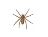 Hobo Spider