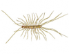 House Centipede