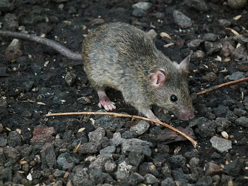 House Mouse