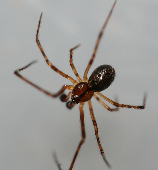 House Spider