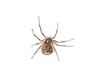 House Spider