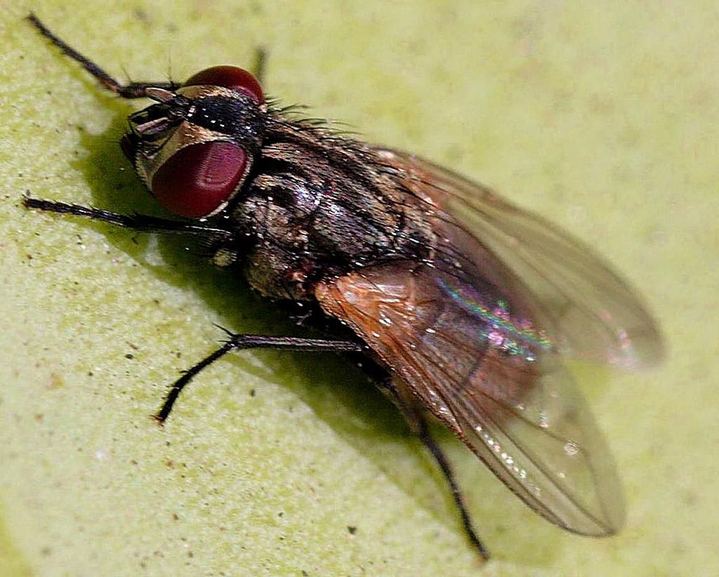 House Fly