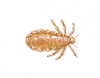 Human Head Lice