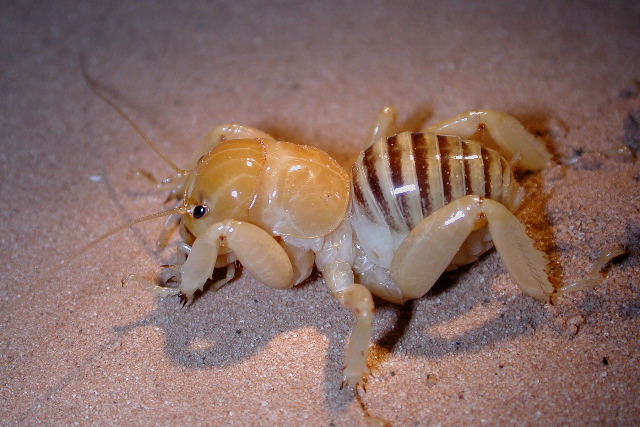 Jerusalem Cricket