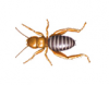 Jerusalem Cricket