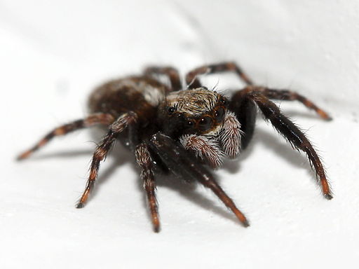 Jumping Spider