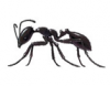 LITTLE BLACK ANT