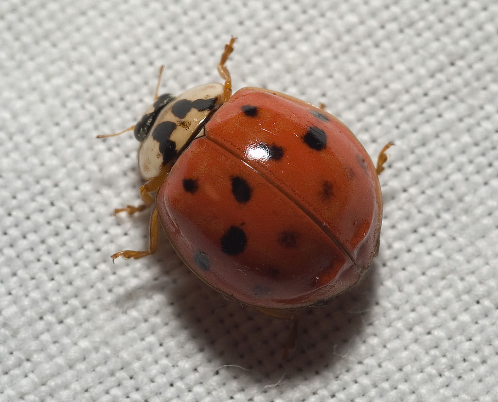 Ladybug