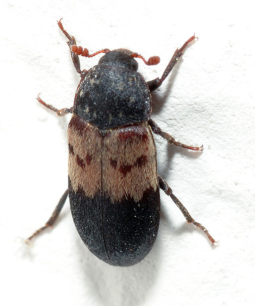 Larder Beetle