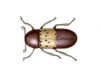 Larder Beetle