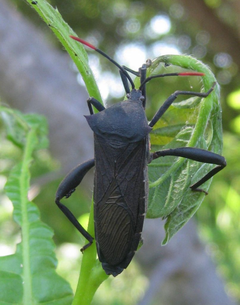 Leaf-footed Bug