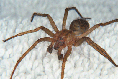 Hobo Spider