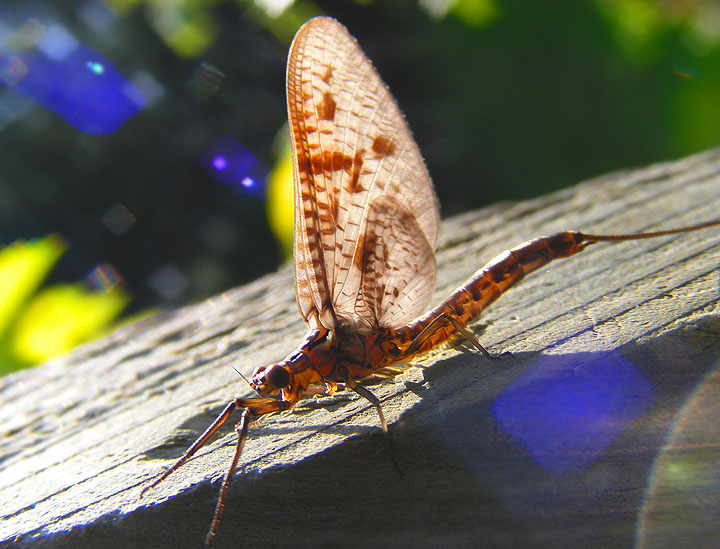 Mayfly