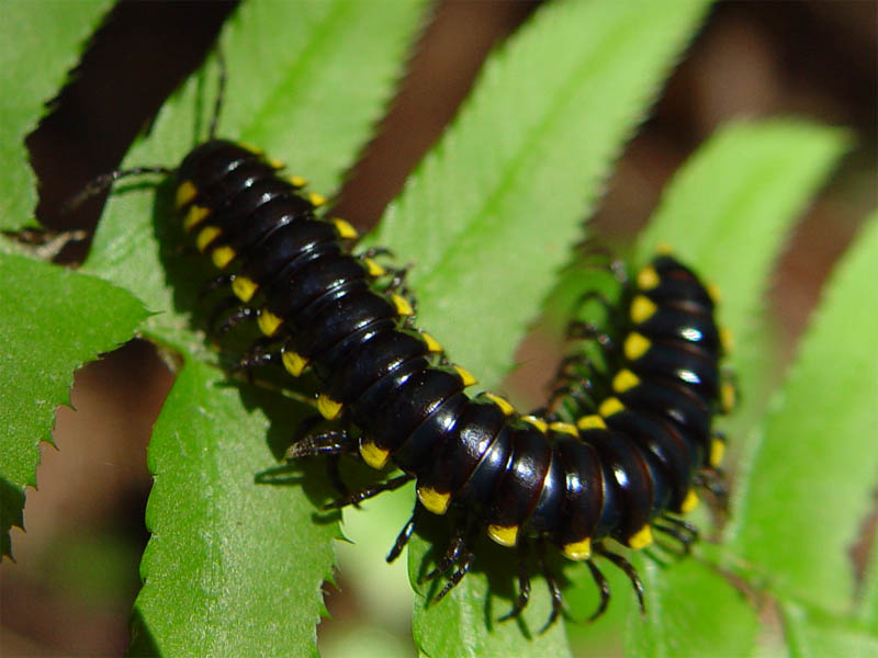 Millipede