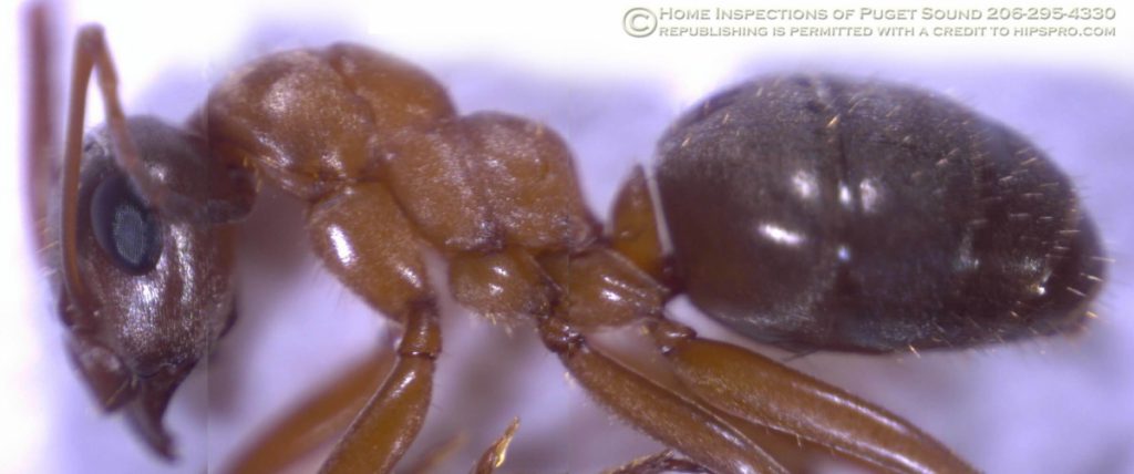 Moisture Ant