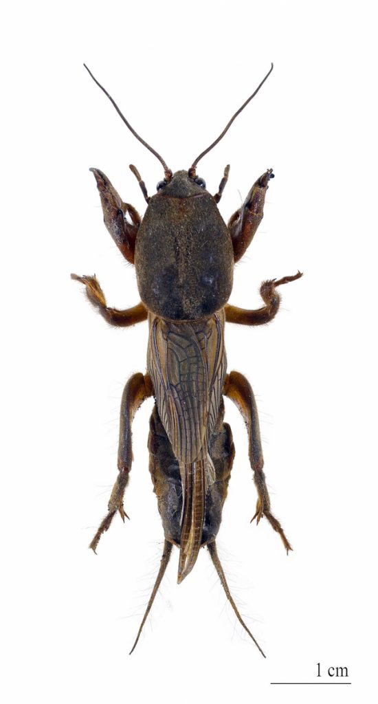 Mole Cricket