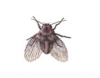 Moth (Drain) Fly