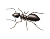 ODOROUS HOUSE ANT