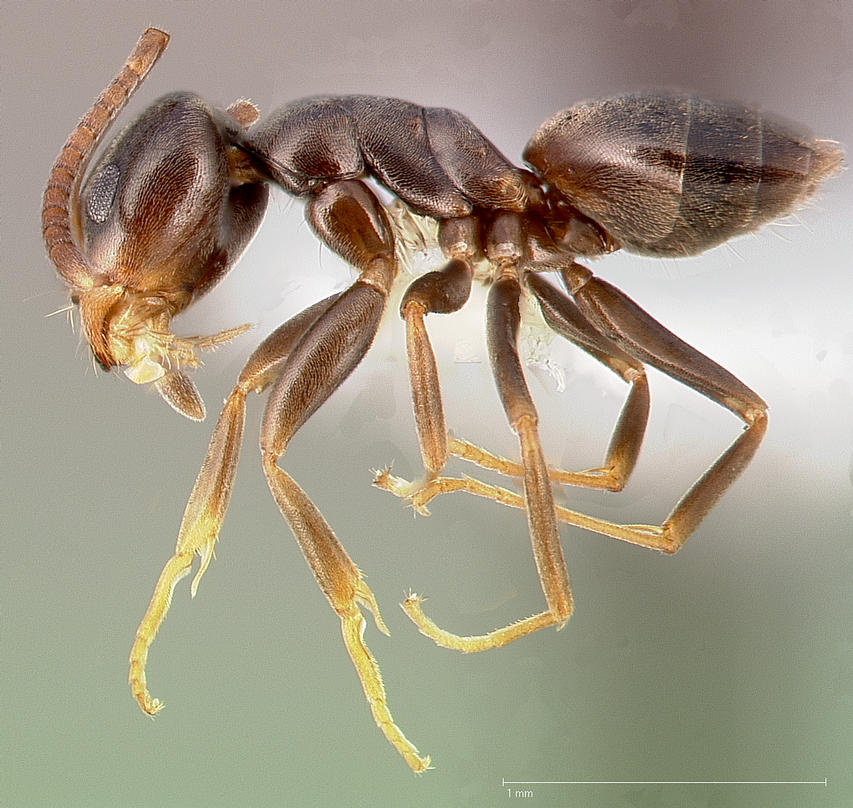 Odorous House Ant