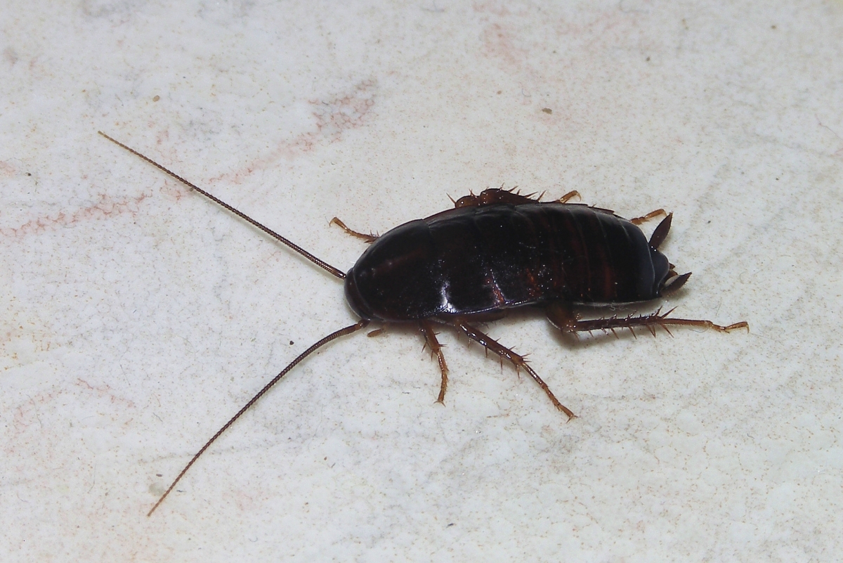 Oriental Cockroach | Terminix