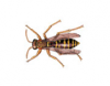 Paper Wasp