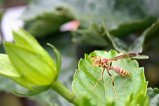 Paper Wasp