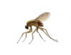 Phorid Fly