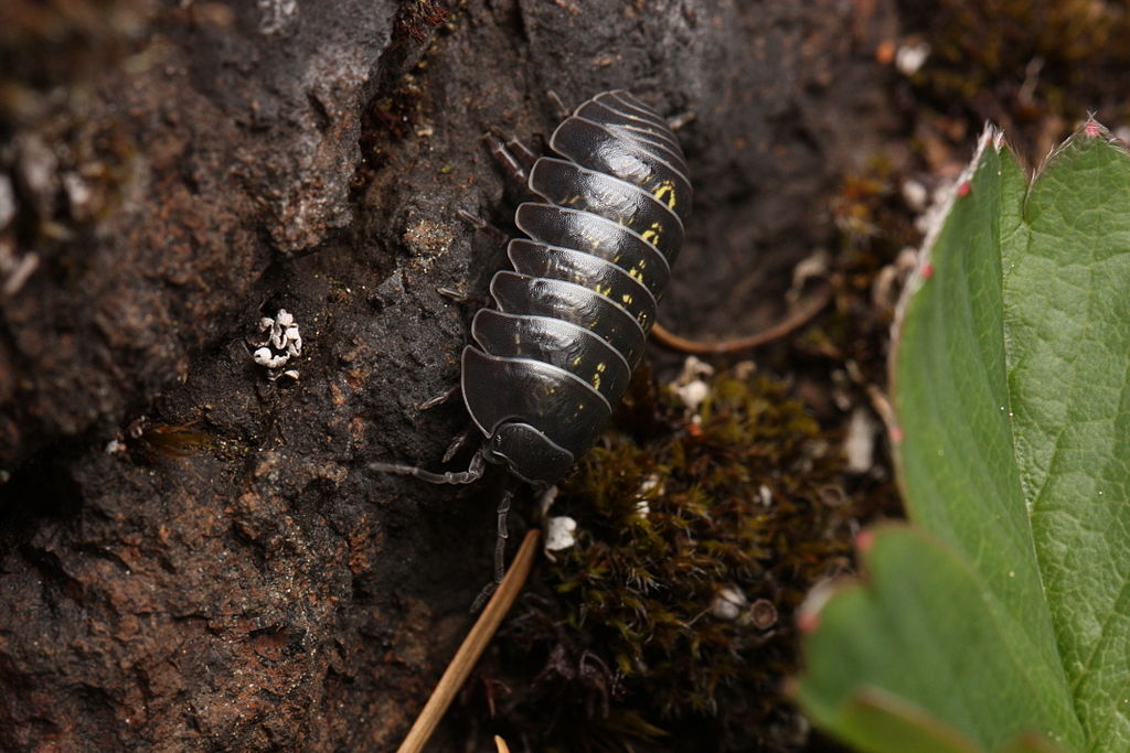 Pillbug