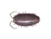 Pillbug