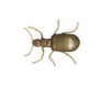 Plaster Beetle