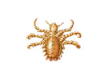 Pubic (Crab) Lice