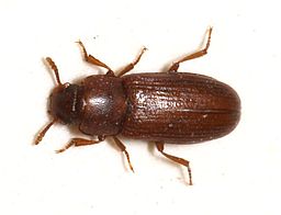 Red or Confused Flour Beetle