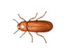 Red or Confused Flour Beetle