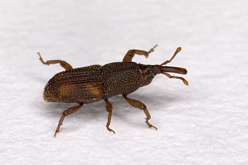 Rice & Granary Weevils